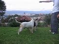 Bull terrier Fiona y Lizzy Venezuela 2