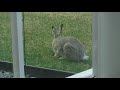 A Beautiful Visitor Stopped By To Listen To A Live Stream :)