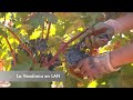 Eligiendo las mejores uvas para los riojas de Lan