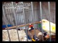 Goldfinch