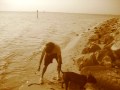 videos de puppy, Lincoln, fetches stick in water