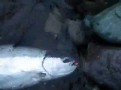 Vancouver Steelhead fishing