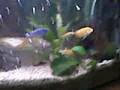 Cichlidae (low quality)