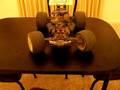 JR DS8717 Revo Steering