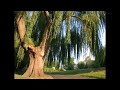 Apex - Weeping willow