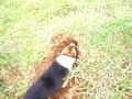Cão cavador