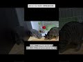 2019/7/22 その9 【共同生活8日目】#保護猫 #猫