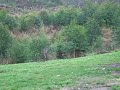 Early morning Roo in the Otways 2