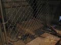 Indoor chicken coop tour