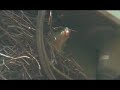The Little Green Parrots From The Argentine