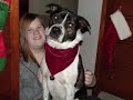 Dog Days of Christmas 2007 Dog Days of Christmas 2007