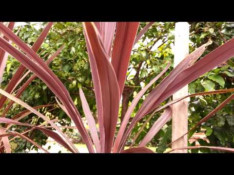 how to transplant pungas