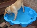 Riley playing in the pool
