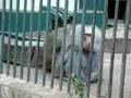 videos de animales zoo de cba