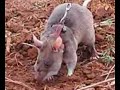 terrorismo belico contra animales parte 2
