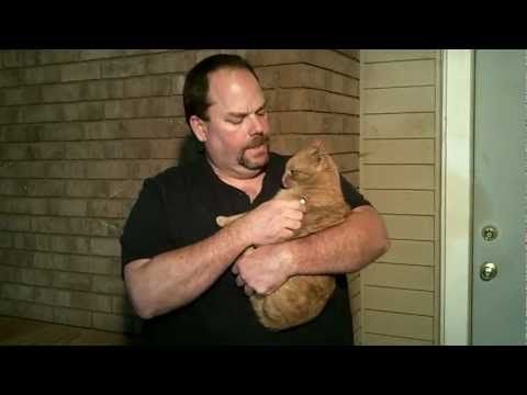 how to administer medicine to a cat