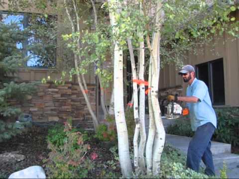 how to transplant aspen trees