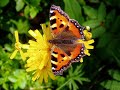 symphony no.6 in f major, op.68 
