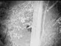 Raccoon Night Vision