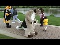 Fursuit Frolics II
