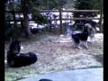 videos de Husky Fun