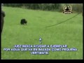 VIDEO LUIS JARA PRETA RASTRO IPO WORLD CHAMPIONSHIP FCI2009  - CHILE TEAM SOLIDBLACK