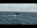 Wild Magical Moments at Tuckamore Lodge Newfoundland