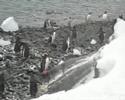 Gentoo penguins - 2