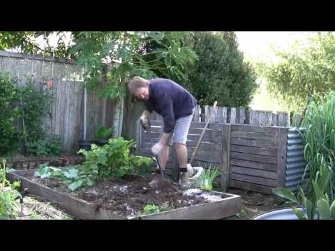 how to plant a red onion