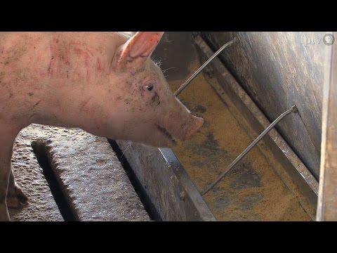 Measures Taken to Slow Spread of PED Virus