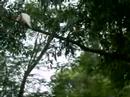 Australian birds getting fed in a park in Sydney