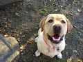 yellow lab dumb or smart?