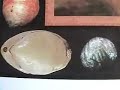 Introduction to Fossil Sea Shell BRACHIOPODS pt 1 of 4