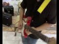 Franciz Solo