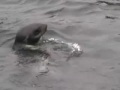 harbor-seal-pup-birth-caught-on-tape.html