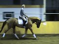 Batida Broodmare under tack www.hp-horses.com Batida Broodmare under tack www.hp-horses.com