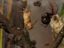 Latrodectus menavodi eating Latrodectus menavodi eating