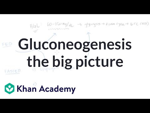 Gluconeogenesis Chart