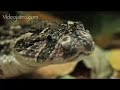 Snake Beauty 10 - Puff Adder 01