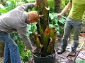 Lifting Abasiaian banana for overwintering