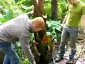 Lifting Abasiaian banana for overwintering