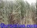 Barnaamijka Beeraha ee TV-ga Soomaaliya Part 3 Barnaamijka Beeraha ee TV-ga Soomaaliya Part 3