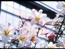 Flowers 1963