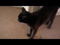 This cat meows alot!