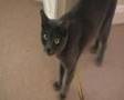 This-cat-meows-alot