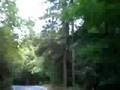 sequoias