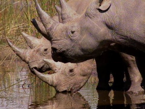 Uzoo University: Remarkable Rhinos