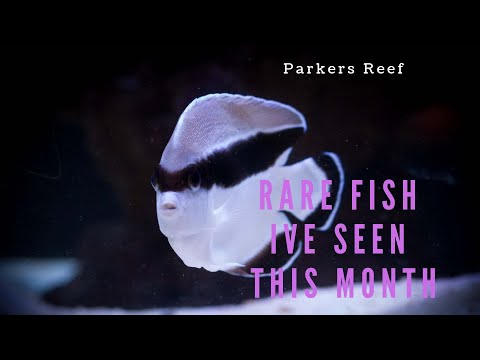 http://img.youtube.com/vi/FJxP-JKmw4s/0.jpg