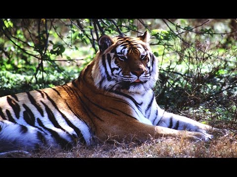 TIGERS IN ASIA ^