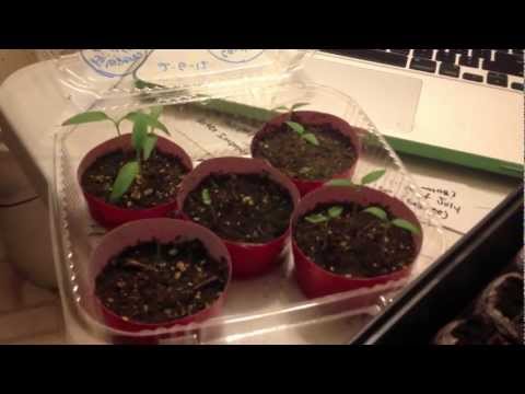 how to transplant jiffy pellets